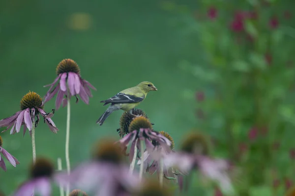 Amerikanischer Stieglitz Spinus Tristis Auf Sonnenhut — Stockfoto