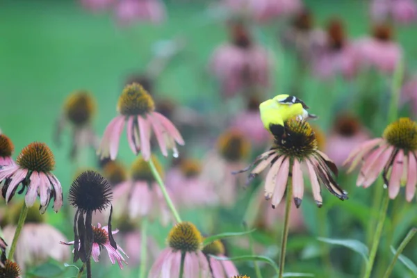 American Goldfinch Spinus Tristis Coneflowers — Fotografia de Stock
