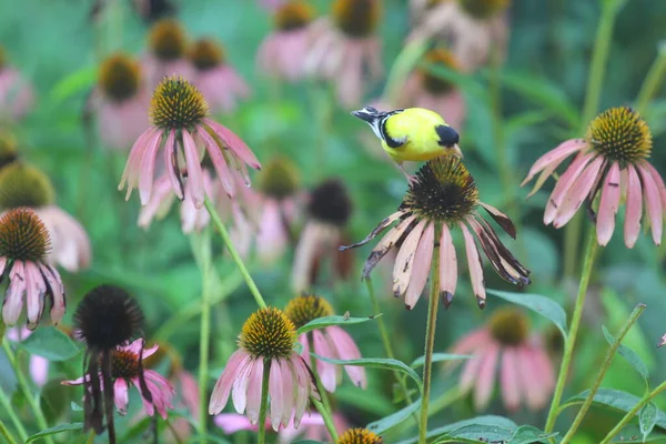 Amerikan Goldfinch (Spinus tristis) konfeksiyon çiçekleri üzerine