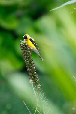 Saka kuşu (Spinus tristis) bir bahçede besleniyor