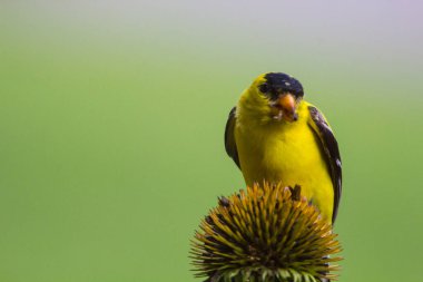 Amerikan Saka kuşu (Spinus tristis) Yakından Bakıldı