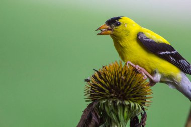 Amerikan Saka kuşu (Spinus tristis) Yakından Bakıldı