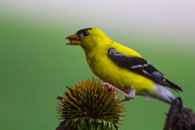 Amerikan Saka kuşu (Spinus tristis) Yakından Bakıldı