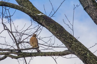 Kırmızı Omuzlu Şahin (Buteo Lineatus) Ağaç Dalında Oturuyor