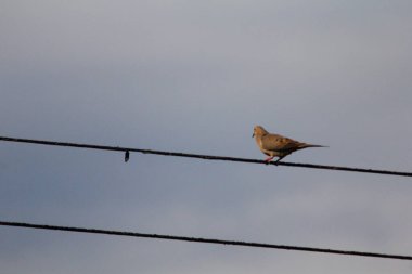 Kamu hizmeti kablosunda Yas Güvercini (Zenaida macroura)