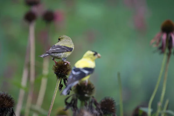 Amerikanischer Stieglitz Spinus Tristis Auf Sonnenhut — Stockfoto