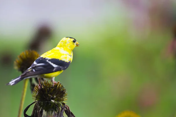 American Goldfinch Spinus Tristis Coneflowers — Stock Photo, Image