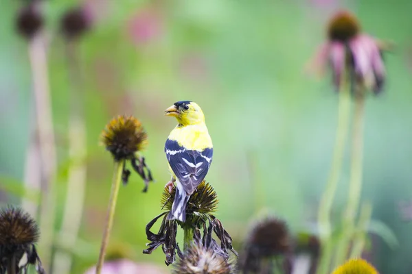 American Goldfinch Spinus Tristis Coneflowers — Stock Photo, Image