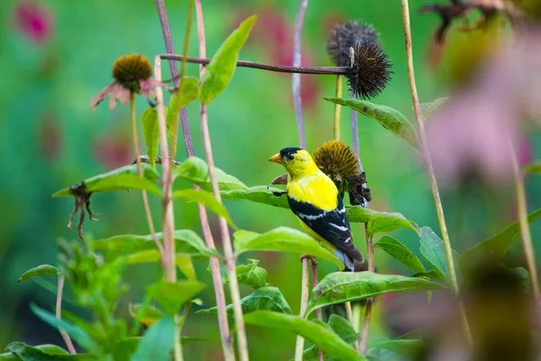 American Goldfinch Spinus Tristis Coneflowers — Φωτογραφία Αρχείου