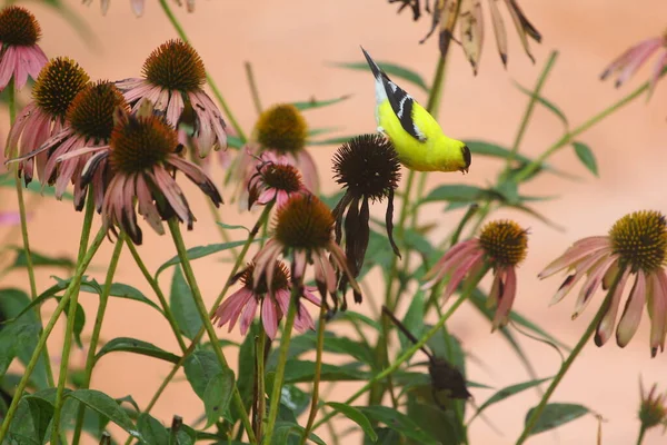 American Goldfinch Spinus Tristis Coneflowers — Φωτογραφία Αρχείου