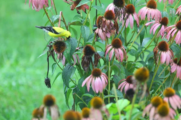 American Goldfinch Spinus Tristis Coneflowers — Stock Photo, Image