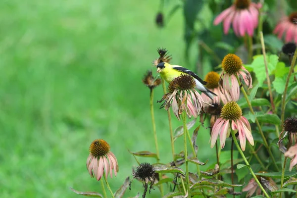 American Goldfinch Spinus Tristis Coneflowers — Φωτογραφία Αρχείου