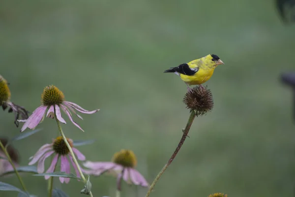 American Goldfinch Spinus Tristis Coneflowers — Stock Photo, Image