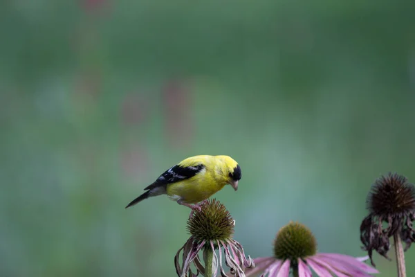 American Goldfinch Spinus Tristis Coneflowers — Φωτογραφία Αρχείου