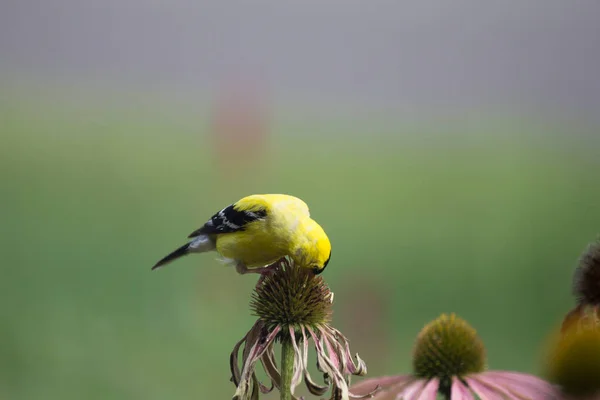 American Goldfinch Spinus Tristis Coneflowers — Stock Photo, Image