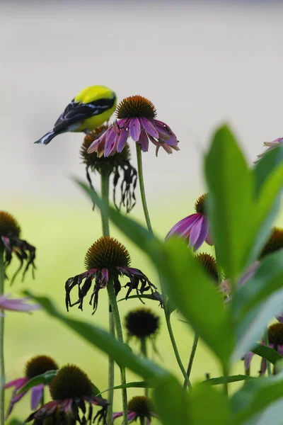 American Goldfinch Spinus Tristis Coneflowers — Φωτογραφία Αρχείου