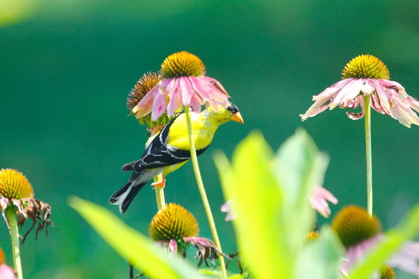 American Goldfinch Spinus Tristis Coneflowers — Stock Photo, Image