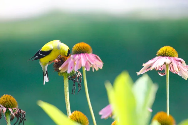American Goldfinch Spinus Tristis Coneflowers — Stock Photo, Image