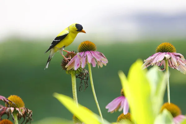 American Goldfinch Spinus Tristis Coneflowers — Stock Photo, Image