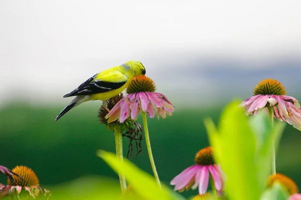 American Goldfinch Spinus Tristis Coneflowers — Stock Photo, Image
