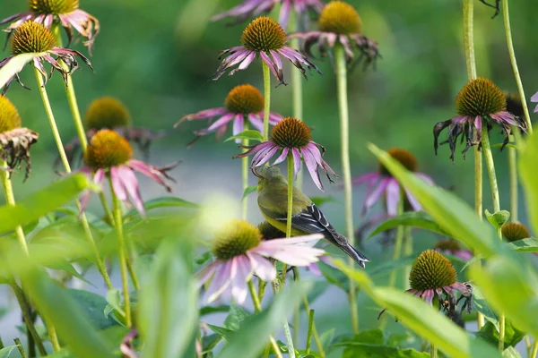 American Goldfinch Spinus Tristis Coneflowers — Stock Photo, Image