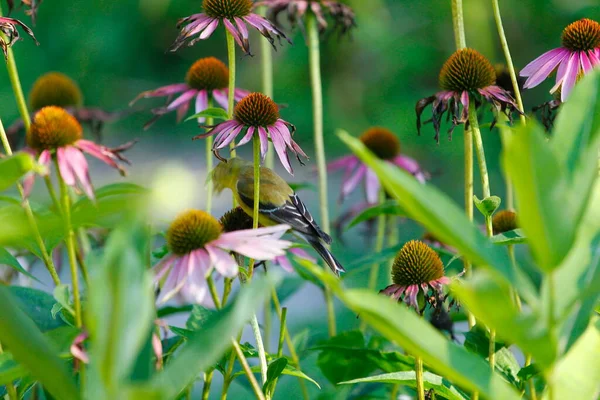 American Goldfinch Spinus Tristis Coneflowers — Fotografia de Stock