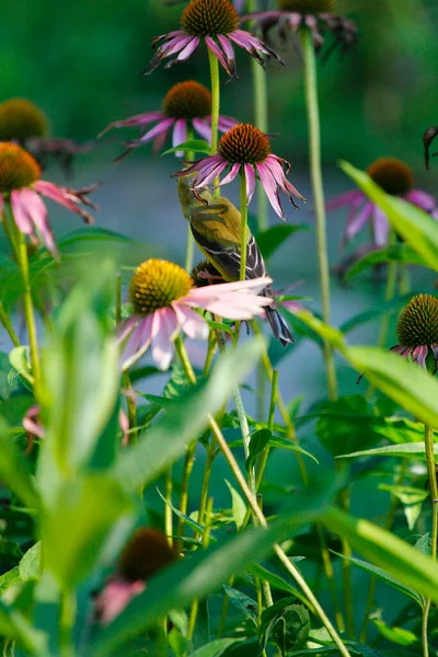 American Goldfinch Spinus Tristis Coneflowers — Fotografia de Stock