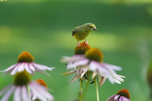 American Goldfinch Spinus Tristis Coneflowers — Φωτογραφία Αρχείου