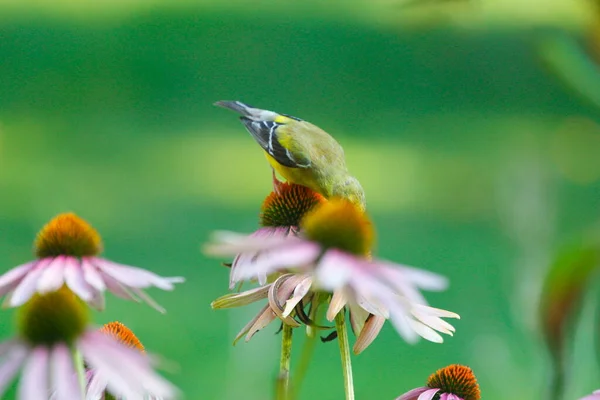 American Goldfinch Spinus Tristis Coneflowers — Fotografia de Stock