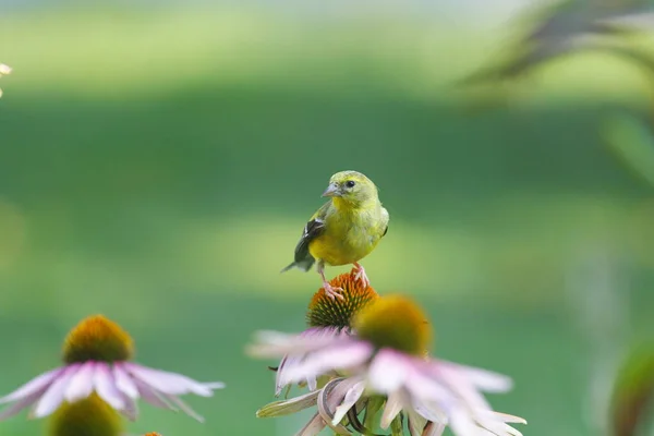 American Goldfinch Spinus Tristis Oglądane Zbliżenie — Zdjęcie stockowe