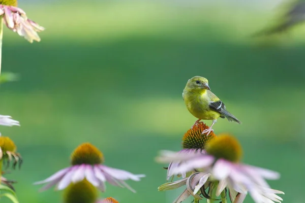 American Goldfinch Spinus Tristis Viewed Closeup — Stock Photo, Image