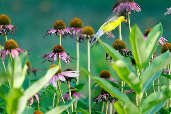 Amerikanischer Stieglitz Spinus Tristis Auf Sonnenhut — Stockfoto