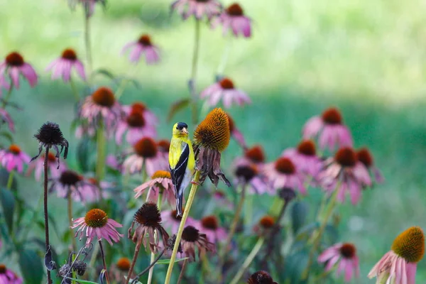 American Goldfinch Spinus Tristis Coneflowers — Fotografia de Stock