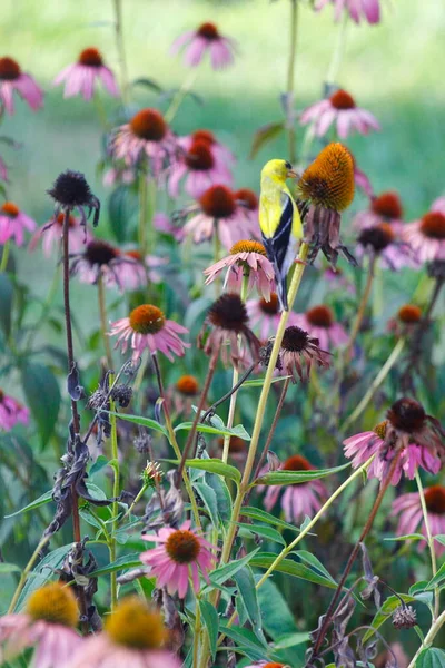 American Goldfinch Spinus Tristis Coneflowers — Fotografia de Stock