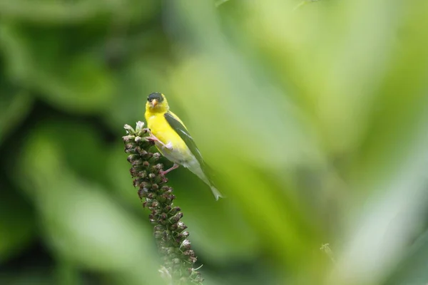 Chardonneret Spinus Tristis Nourrissant Dans Jardin — Photo