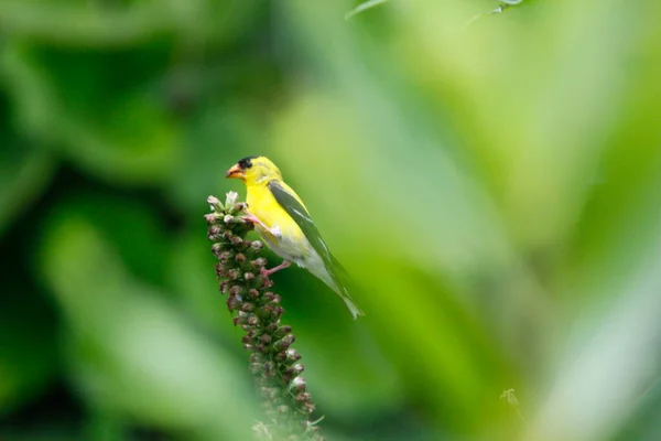 Goldfinch Spinus Tristis Feeding Garden — Stock Photo, Image