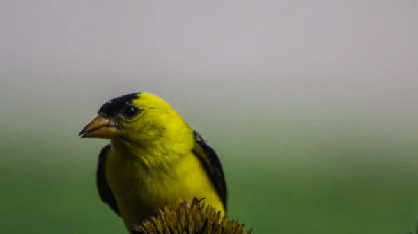 American Goldfinch Spinus Tristis Oglądane Zbliżenie — Zdjęcie stockowe