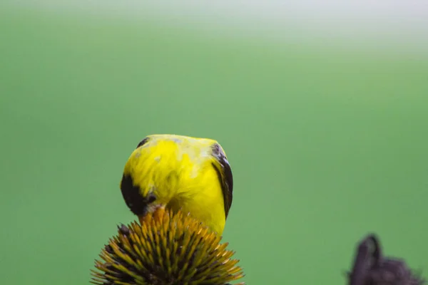 Amerikanischer Stieglitz Spinus Tristis Aus Der Nähe Betrachtet — Stockfoto