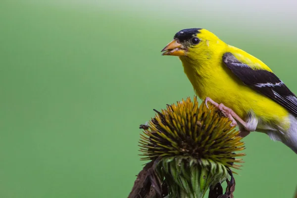 Amerikan Saka Kuşu Spinus Tristis Yakından Bakıldı — Stok fotoğraf