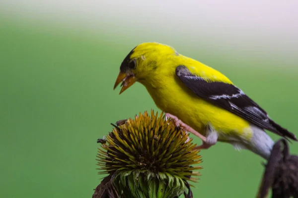 American Goldfinch Spinus Tristis Vista Fechar — Fotografia de Stock