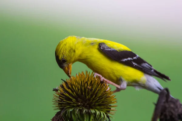 Amerikan Saka Kuşu Spinus Tristis Yakından Bakıldı — Stok fotoğraf