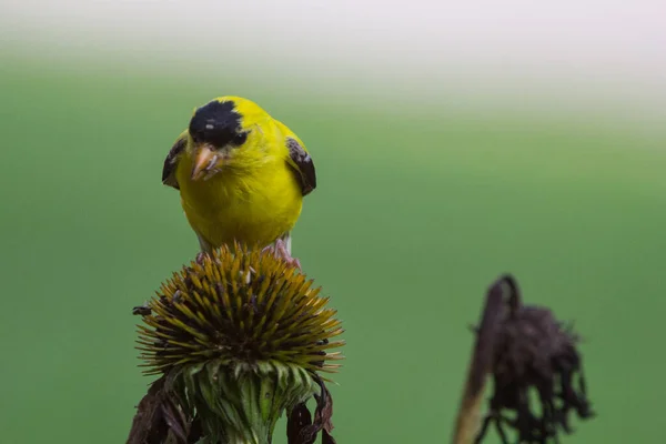 American Goldfinch Spinus Tristis Vista Fechar — Fotografia de Stock
