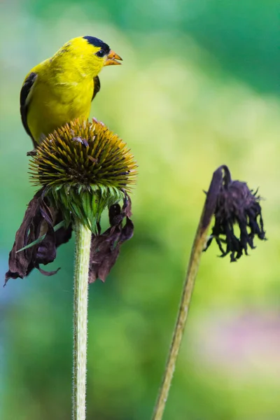 Amerikan Saka kuşu (Spinus tristis) Yakından Bakıldı