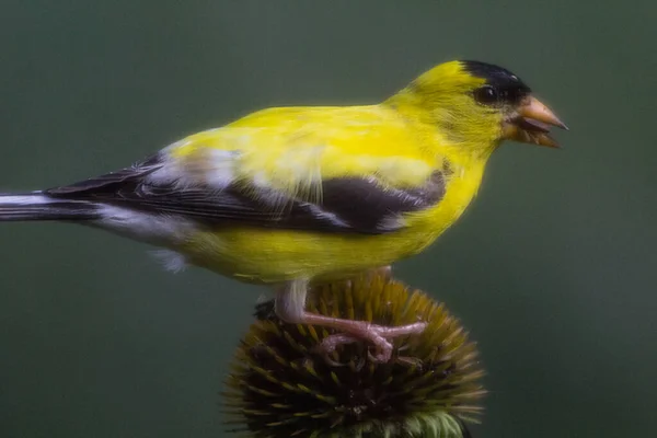 Amerikai Aranypinty Spinus Tristis Megtekintett Közelkép — Stock Fotó