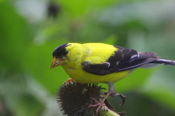 Chardonneret Amérique Spinus Tristis Gros Plan — Photo