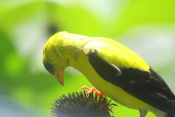 Chardonneret Amérique Spinus Tristis Gros Plan — Photo