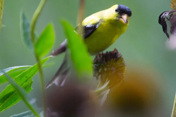 Американский Голдфинч Fabus Tristis — стоковое фото