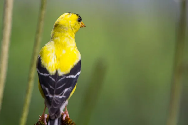 Amerikansk Gulfink Spinus Tristis Visad Närbild — Stockfoto