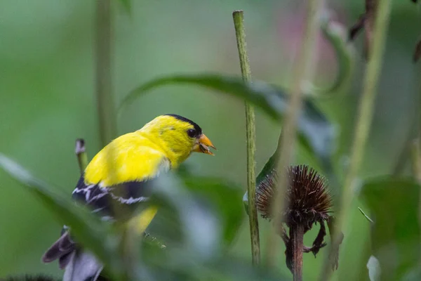 American Goldfinch Spinus Tristis Viewed Closeup — Stock Photo, Image