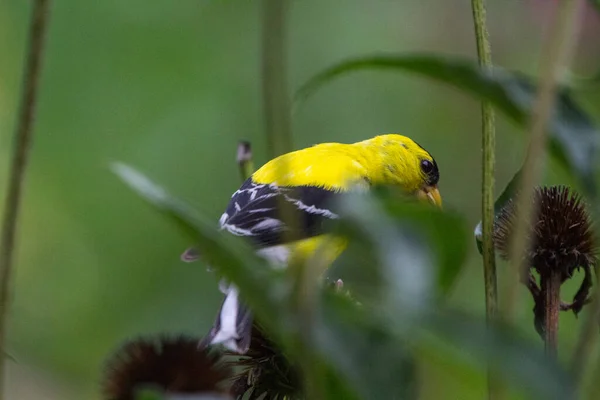 American Goldfinch Spinus Tristis Viewed Closeup — Stock Photo, Image